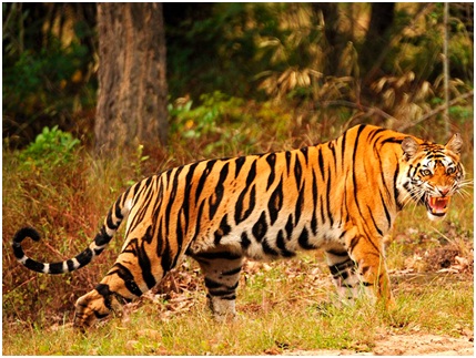 Top 10 Indian Wildlife Sanctuaries for Tiger Sighting-