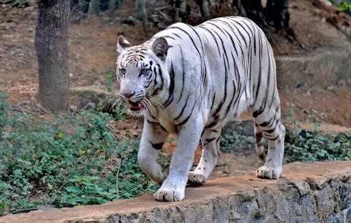 10 Most Popular Zoos in India