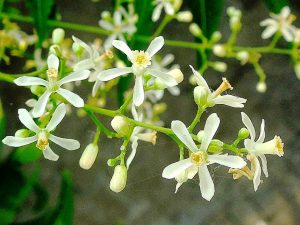 Neem flower,Banana flower,Drumsticks flower,Rose flowers,flowers,Edible flowers