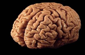 Brain, intelligence quotient,University of Warwick researchers