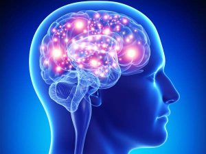 Brain, intelligence quotient,University of Warwick researchers