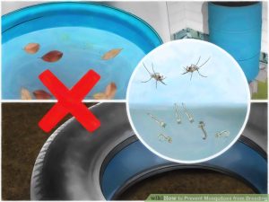 Dengue Mosquitoes, Monsoon diseases , Dengue, Dengue prevention 