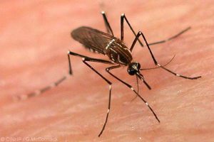 Dengue Mosquitoes, Monsoon diseases , Dengue, Dengue prevention 