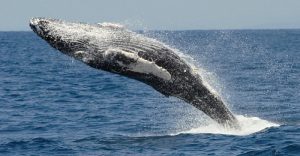 Best Places For Whale Watching, California, Whale Watching