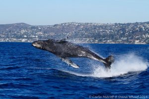 Best Places For Whale Watching In California, Whale Watching