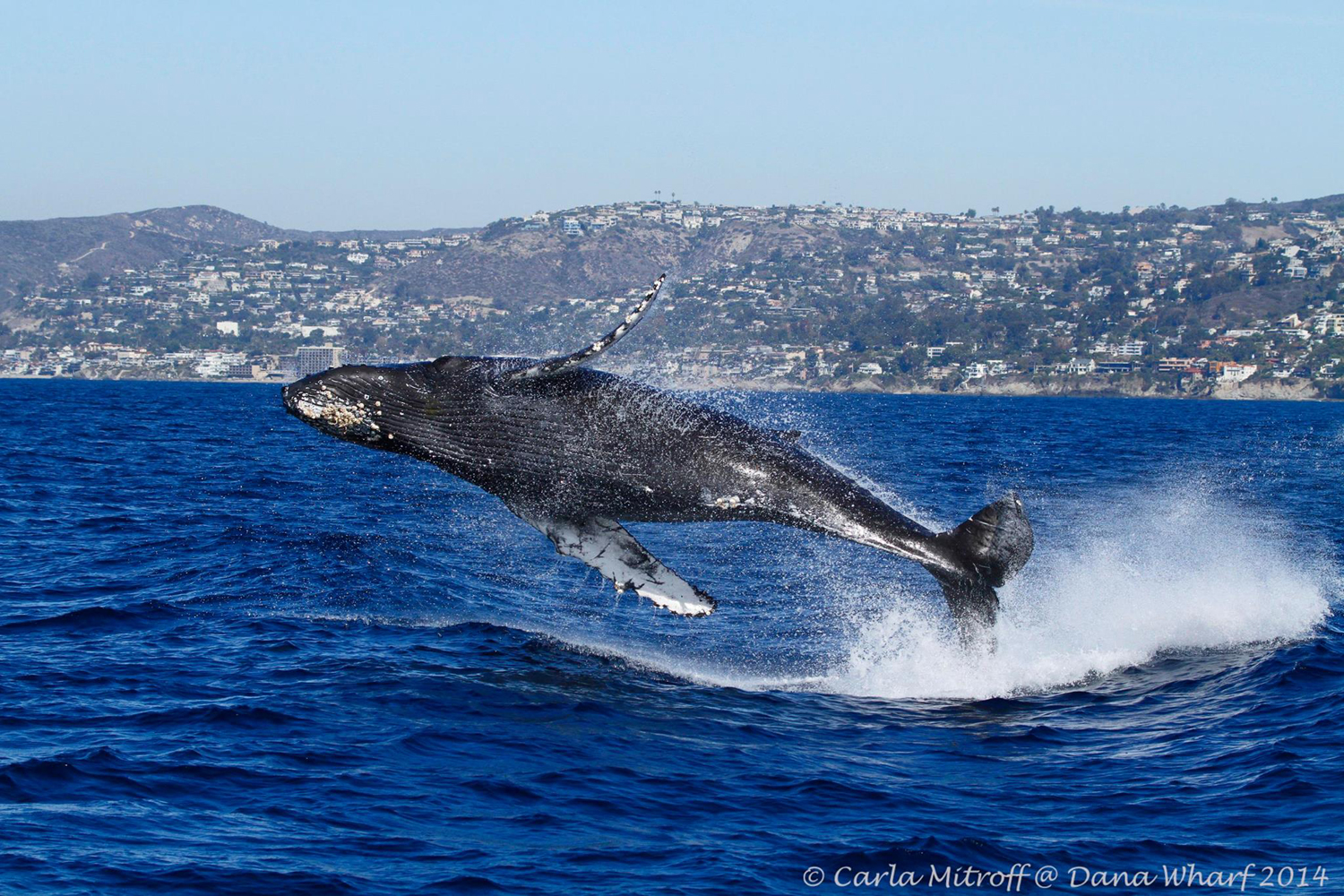 5 Best Places For Whale Watching In California