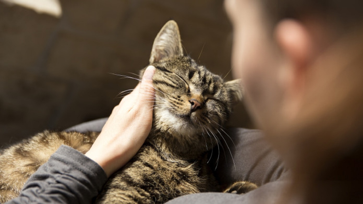 OMG! Your Cat Can Make You Sick. A Study On CatScratch Disease