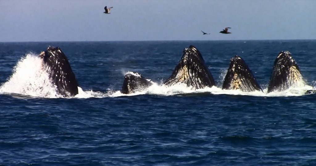 5 Best Places For Whale Watching In California