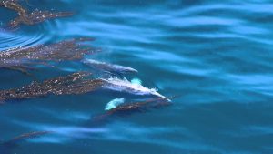 Best Places For Whale Watching, California, Whale Watching