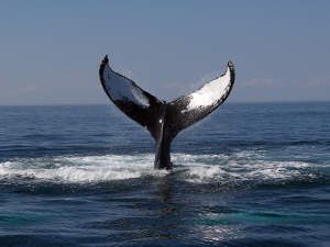 Best Places For Whale Watching, California, Whale Watching