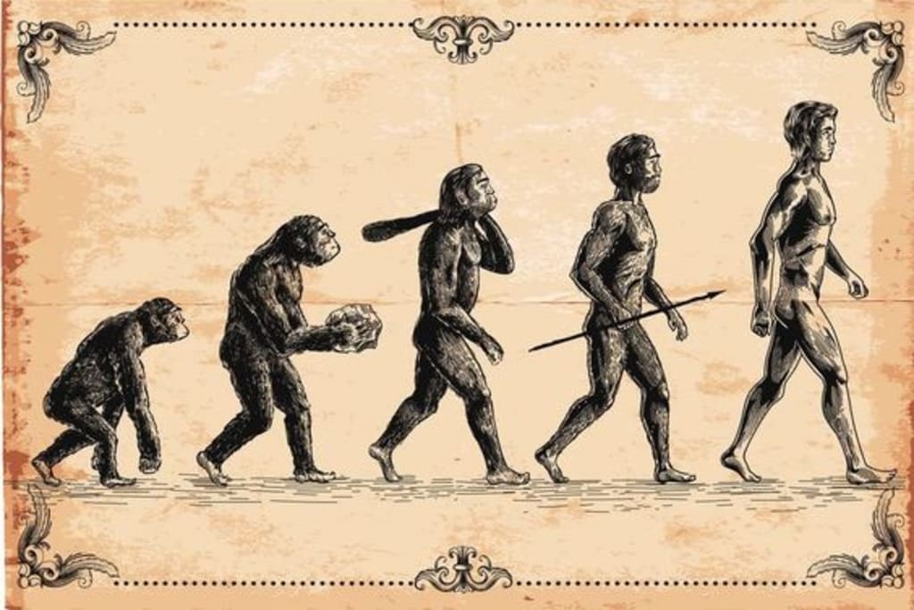 evolution of human beings