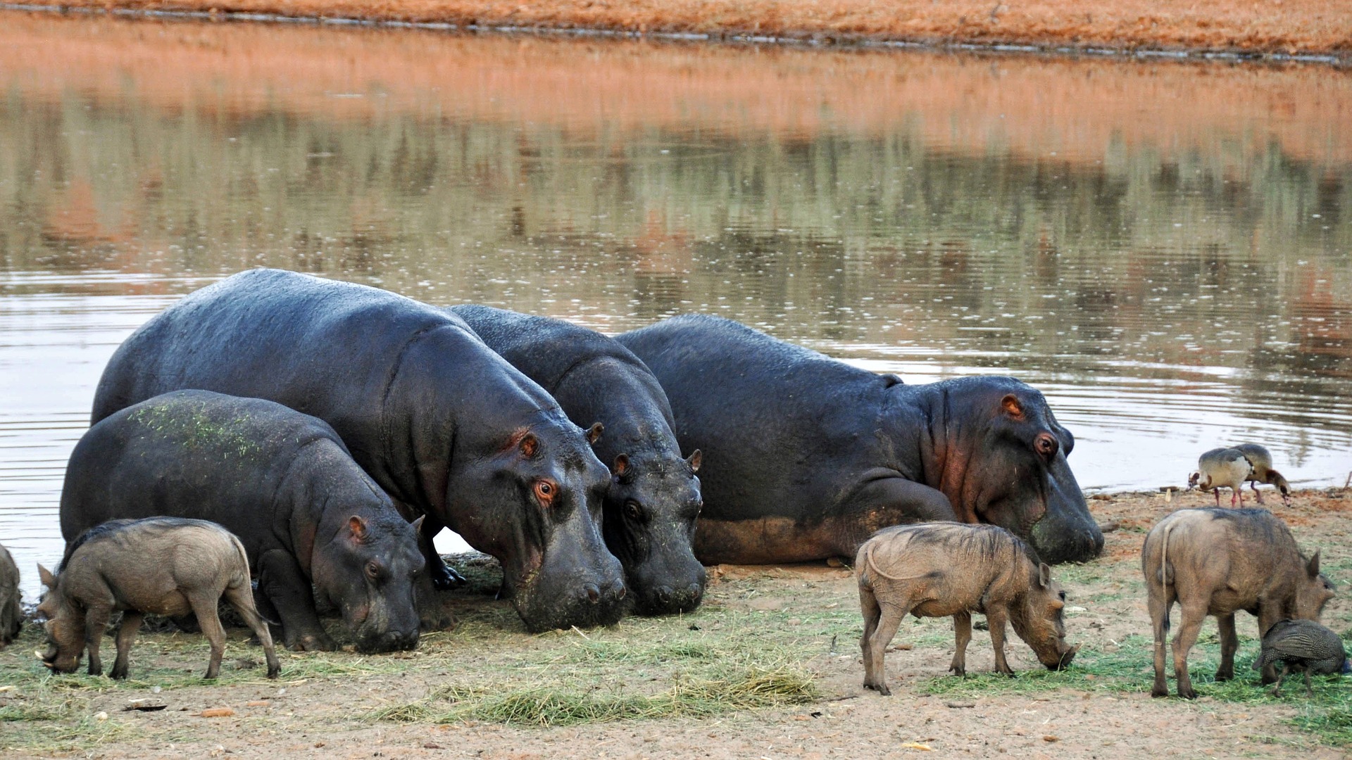  hippos