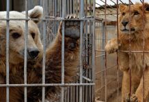 CAPTIVE ANIMALS IN ZOOS SHOULD BE TREATED HUMANELY AND SENSITIVELY!